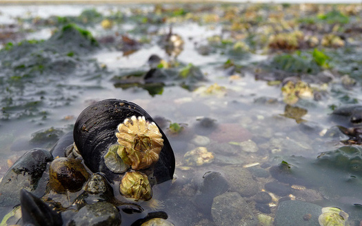 Proposed cuts to Puget Sound restoration could hurt Washington's shellfish industry. (Ingrid Taylar/Flickr)