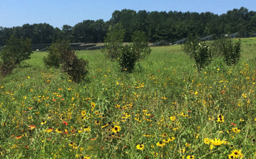 Strata Solar in Raleigh has begun planting pollinator-friendly plants around the company's solar farms, including this one near Charlotte. (Strata Solar)