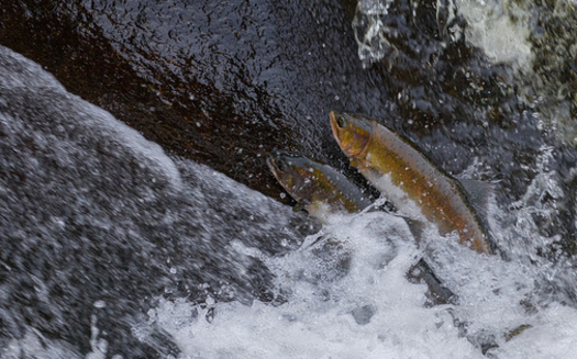 Conservation groups say salmon are having a hard time migrating from the Pacific Ocean to Idaho, in part because of four lower Snake River dams. (Andrew E. Russell/Flickr)