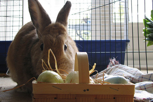 Animal rescue organizations say rabbits should not be impulse purchases. (Hans Splinter/Flickr)