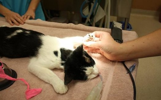 A cat receives medical attention after losing two toes to a trap near Reno in 2010. (Nevada Humane Society)