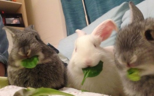 Animal-rescue advocates in New England are putting the word out ahead of the Easter holiday; rabbits should not be impulse purchases. (E. Hartman).