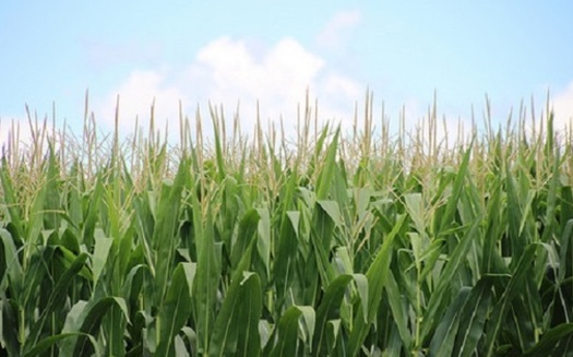 Minnesota had a record corn crop last year, but corn is just one crop under threat from climate change. (USDA)