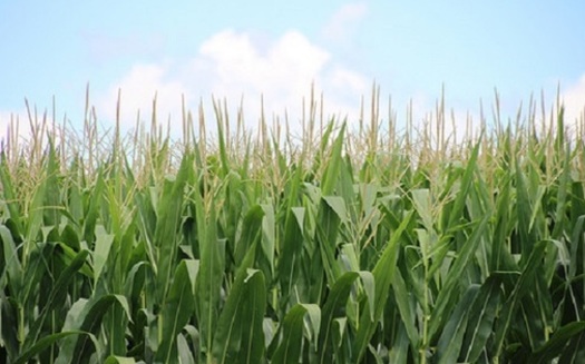 Illinois farmland covers nearly 27 million acres, and corn is grown on a big chunk of it. (usda.gov)