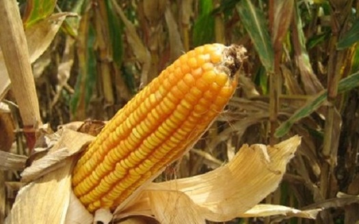 Much of the corn grown in Indiana is used for grain, but popcorn also is a top commodity. (usda.gov)