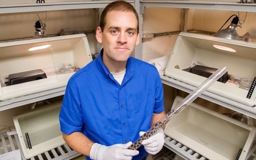 Epidemiologist Matt Allender came up with a test for sick snakes that's much quicker and less invasive. (University of Illinois)
