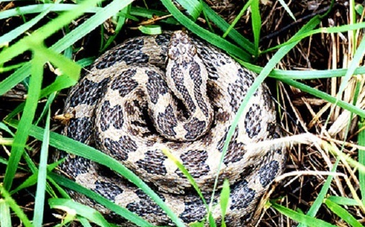 Snakes have been dying all over the Midwest from a fungus similar to White Nose Syndrome. (University of Illinois)
