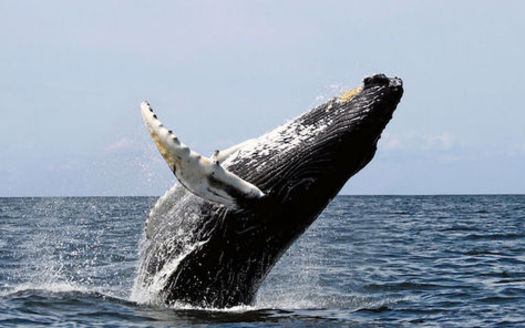 Drilling in the Atlantic would threaten critical habitat for whales, fish and coral, environmental advocates say. (Wwelles14/Wikimedia Commons)