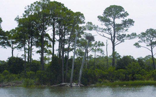 The health of the Apalachicola ecosystem is the subject of a lawsuit. (Florida Department of Environmental Protection)