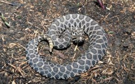 Small numbers of the Eastern Massasauga rattlesnake live in Chariton, Linn, and Holt counties.