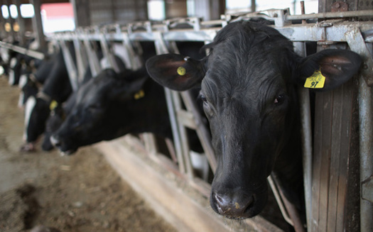 A number of undercover investigations have revealed cruel conditions for cows on dairy farms. (Scott Olson/GettyImages)