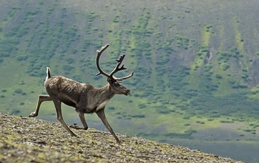 Proposed drilling in the Arctic National Wildlife Refuge could disrupt the Porcupine caribou's migration and calving, advocates say. (Pixabay)