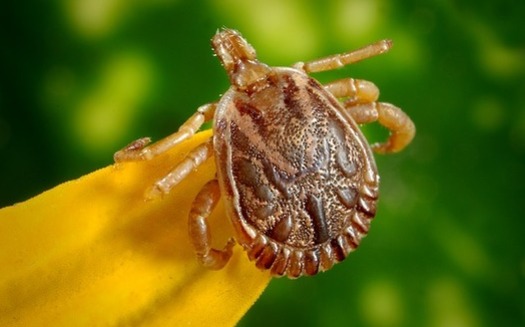 There are more ticks in Wyoming this summer because temperatures didn't drop as much during the winter months. Experts advise precautions. (Pixabay)
