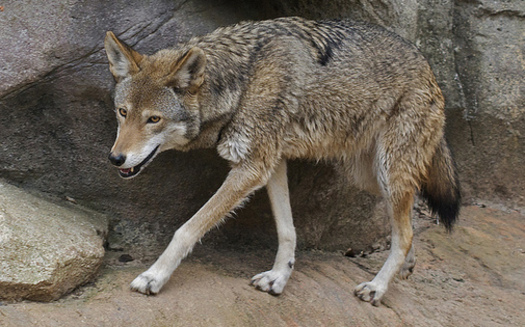 The U.S. Fish and Wildlife Service is taking public comment on the future of the Red Wolf Recovery Program. (Valerie/Flickr)