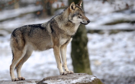 People are successfully coexisting with wolves, says a Wisconsin conservationist, who opposes changes to the Endangered Species Act. (AFP/Getty Images)