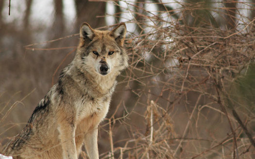 Conservation groups say New Mexico and Arizona are at a tipping point for the recovery of Mexican gray wolves in the wild. (Defenders of Wildlife)