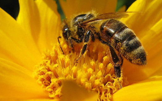 Bees are important pollinators for plants and flowers, but in the past year, populations nationwide have dropped by one-third. (Andreas/Flickr)