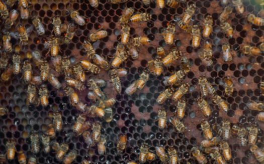 Bees are important pollinators, but in the past year, bee populations nationwide have dropped by one-third. (USDA)