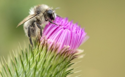 Bees are important pollinators for plants and flowers, but in the past year, populations nationwide have dropped by one-third. (Pixabay)
