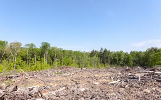 A clearcut in Pike State Forest in southwestern Indiana. (Greg Clarke)