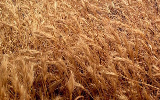 Climate change is reducing the amount of protein and vitamins in wheat and other grains. (diannehope/morguefile) 