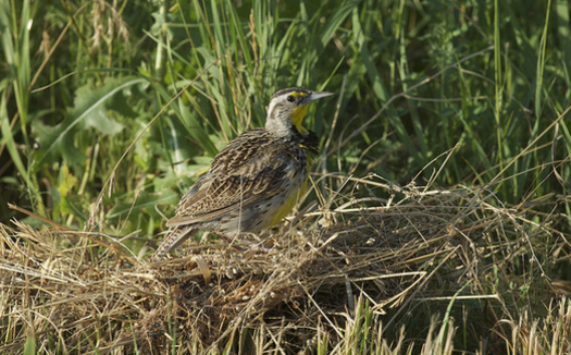 Researchers say conservation provisions in the Farm Bill have helped stabilize some grassland bird populations, including the western meadowlark. (bwinesett/Flickr)