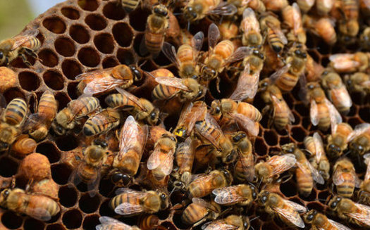 Beekeepers only saw a 33 percent dip in colony numbers over the last year, a smaller decrease than in years past. (Marisa Lubec/U.S. Geological Survey)