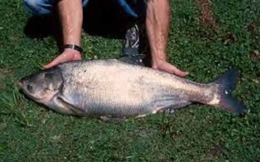 Asian carp can wreak havoc on native species, and one state is hoping a hefty prize can prompt people to find ways to keep them out of the Great Lakes. (dnr.gov)