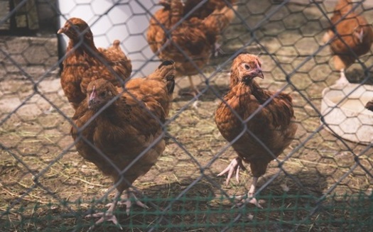 Backyard chicken flocks are becoming more popular with the rise of organic foods. (freestocks.org)