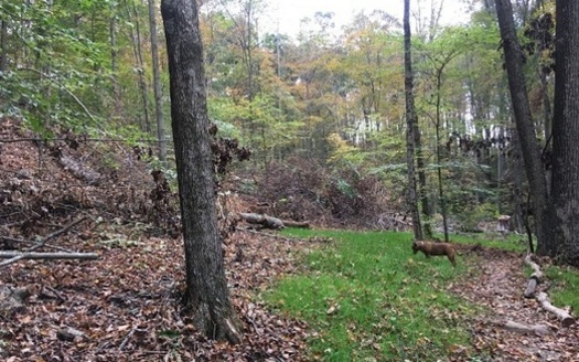 Logging has caused erosion at Yellowwood State Forest. (ifa.org)