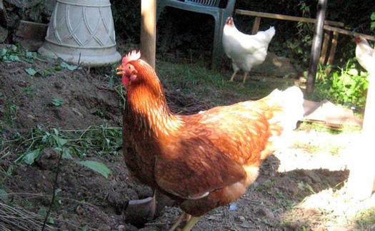 People should change their clothes in shoes after cleaning chicken coops, health experts say. (Steven-L-Johnson/Flickr)