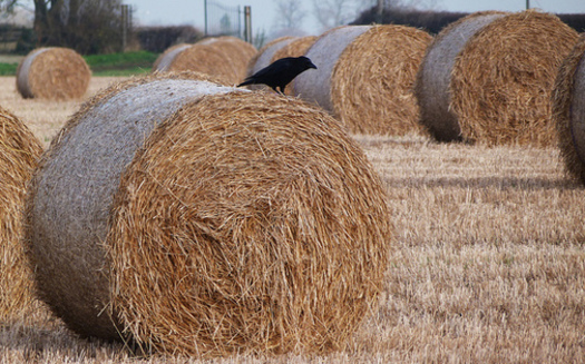 North Dakotans in the middle of severe drought can apply for a hay lottery. (Steve p2008/Flickr)