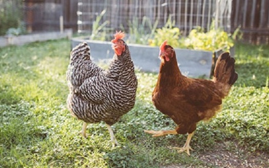 Many chickens that are sold at the local feed store come from large factory farms. (cdc.gov)
