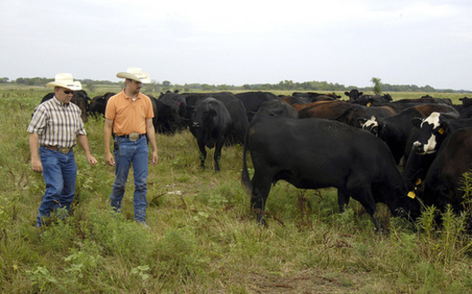 R-CALF represents cattle and sheep producers in 47 states. (Bob Nichols/U.S. Department of Agriculture)
