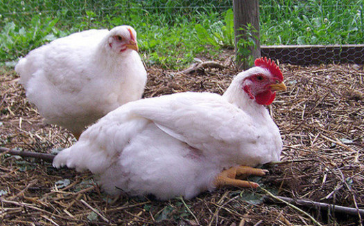 The popularity of backyard chickens is believed to be a factor in the rise in salmonella cases. (Thunder Circus/flickr)