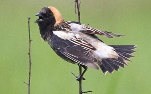 One of the grassland birds that's seen a rebound in Indiana and the Midwest is the bobolink. (ohio.gov)