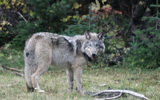 Eighteen conservation groups sent a letter to Gov. Kate Brown asking her to halt the killing of wolves in Northeast Oregon. (Oregon Department of Fish and Wildlife)