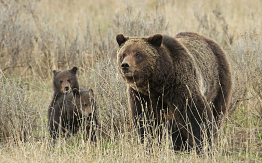 Estimates from 2016 found there are about 690 grizzly bears in the Greater Yellowstone Ecosystem. (Jim Peaco/Yellowstone National Park)