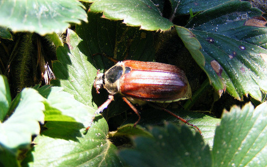 Bugs such as the beetle are integral to rejuvenating soil, also making them vital to people who work the land. (miss Murasaki/Flickr)