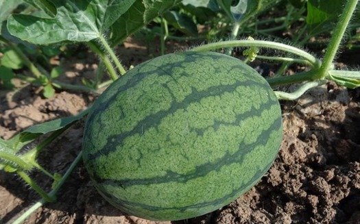 When floodwaters covered most of the land farmed by Kelly Jackson's father, he planted watermelons to get by. Those watermelons, however, weren't covered by insurance. (Pun Kaset/Pixabay)