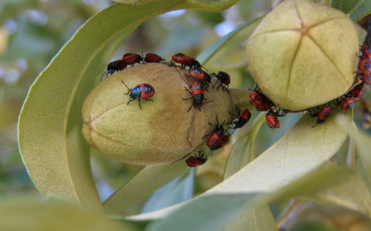 Ladybugs serve as beneficial predators of plant pests such as aphids, white flies and mites. (s349142/morguefile)
