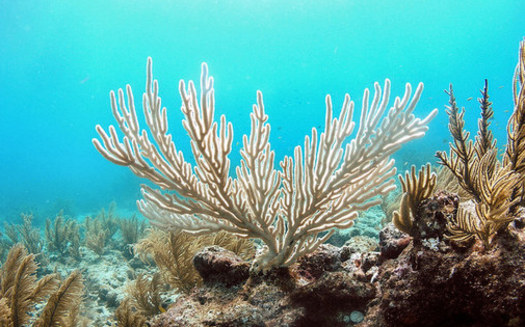 Even before the hurricanes, hard and soft corals have been bleaching in the Florida Keys due to this summer's unusually warm ocean temperatures. (U.S. Geological Survey/Flickr)