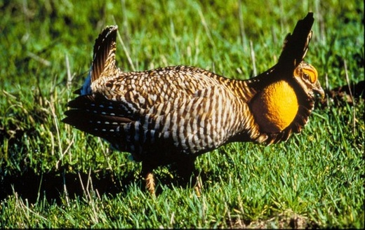 Conservationissts are worried that many of the endangered Attwater prairie chickens at a wildlife refuge near Houston may have perished in Hurricane Harvey. (U.S. Fish and Wildlife Service)