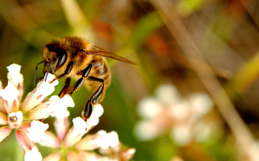 Pesticide use is blamed for the decline in bee numbers. (joanvincent/Flickr)