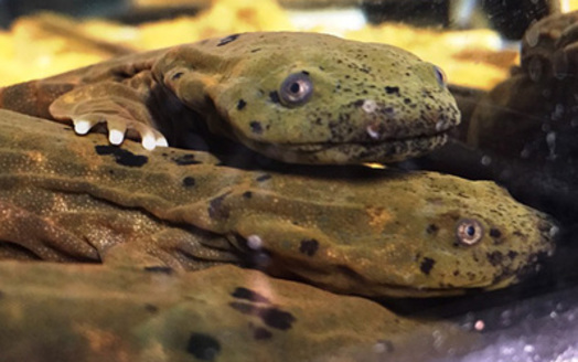 Inadequate sewage systems destroy the habitats of the Ozark hellbender salamander. (Jeromy Applegate/USFWS)