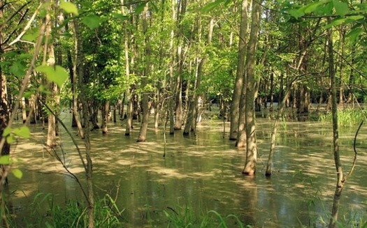 Missouri has seen its share of flooding this year, making wooded areas look more like swamp land. (Pixabay)