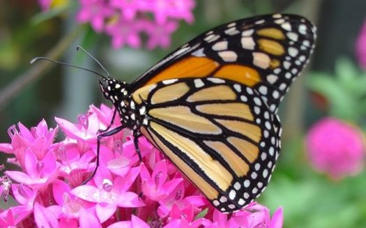 The Monarch butterfly thrives among flowering plants like milkweed. (Pixabay)