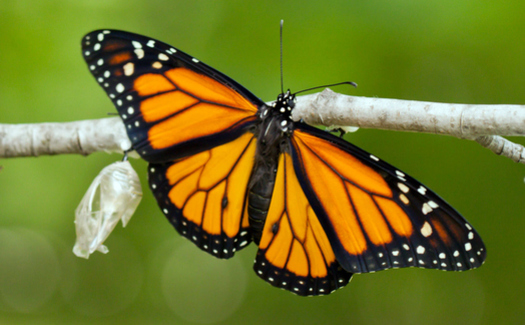 A Monarch butterfly, newly emerged from its chrysalis, stretches its wings in preparation prepare for its annual migration from Mexico to Canada. (GettyImages)