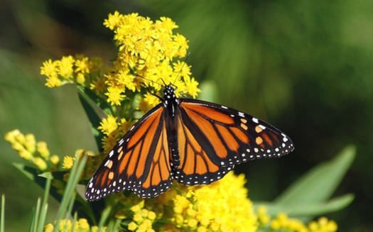 Populations of monarch butterflies and other pollinators have declined sharply. (bbarlow/Pixabay)