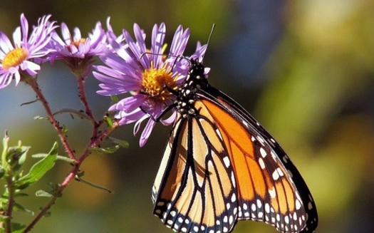 Fans of pollinators warn that Monarch butterfly numbers have fallen by 90 percent. (Pixabay)